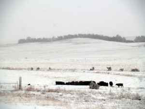 a herd of black cows eating hay in the snow